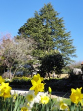 Daffodils - accommodation at Leura